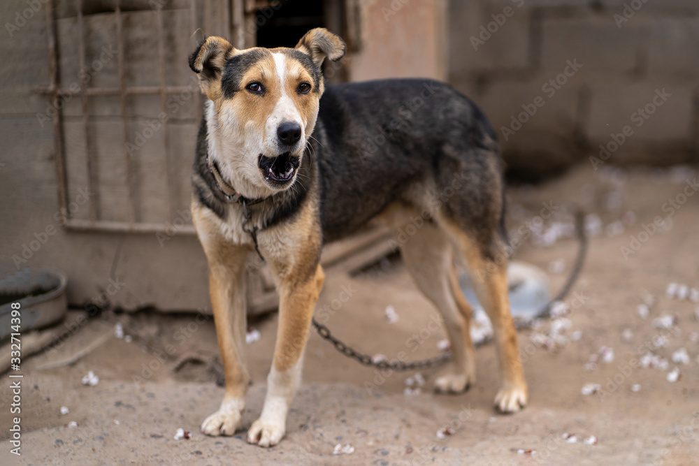 .Stray dog looks desperately to the camera. Natural background ..