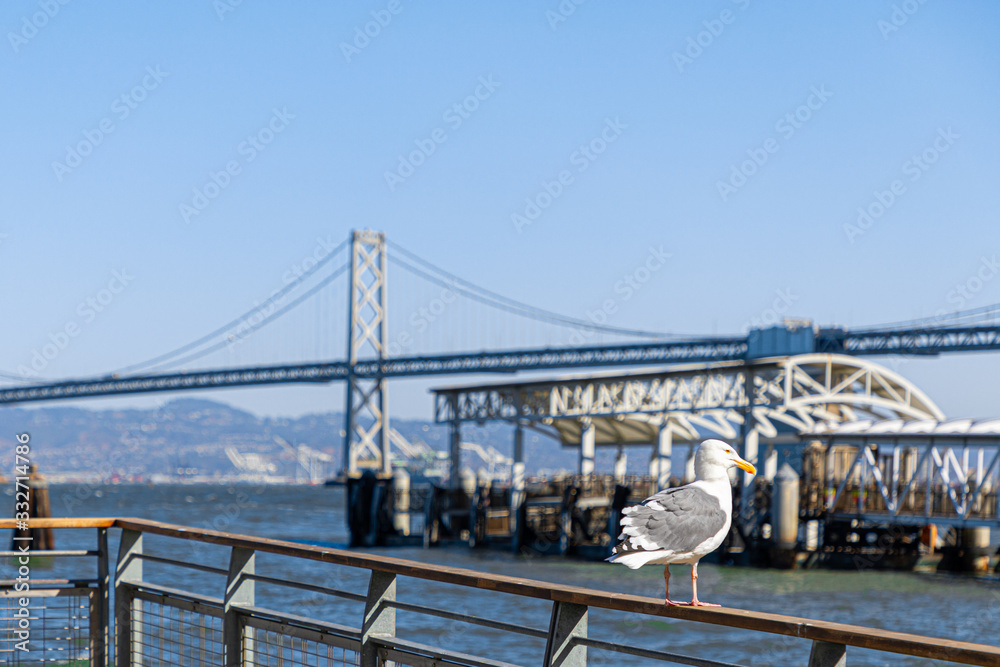 Obraz premium Seagull at the Port of San Francisco (Selectiv focus, bokeh)
