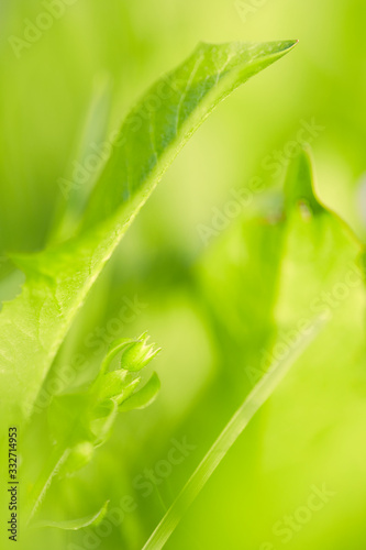 Wildes Stiefmütterchen inmitten einer grünen Wiese im weichen Gegellicht