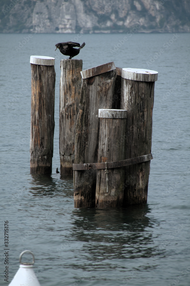 Cormorant on dock pilings, Lake Garda in Italy