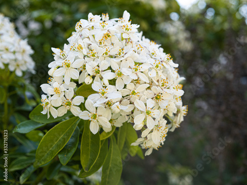 Fleur d'Oranger du Mexique photo