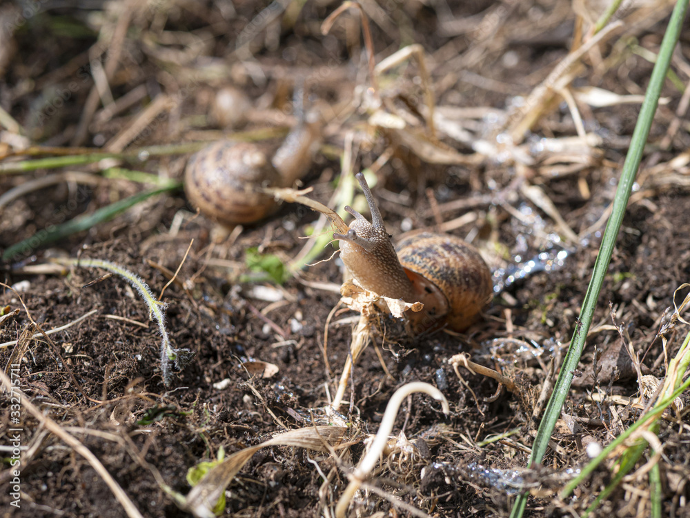 Escargot