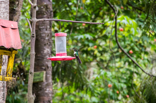 Hummingbird in the jungle of Cocora Valley  © Joseph