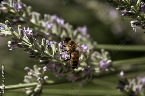 Apis mellifera; honeybee visiting lavender in Tuscan garden photo