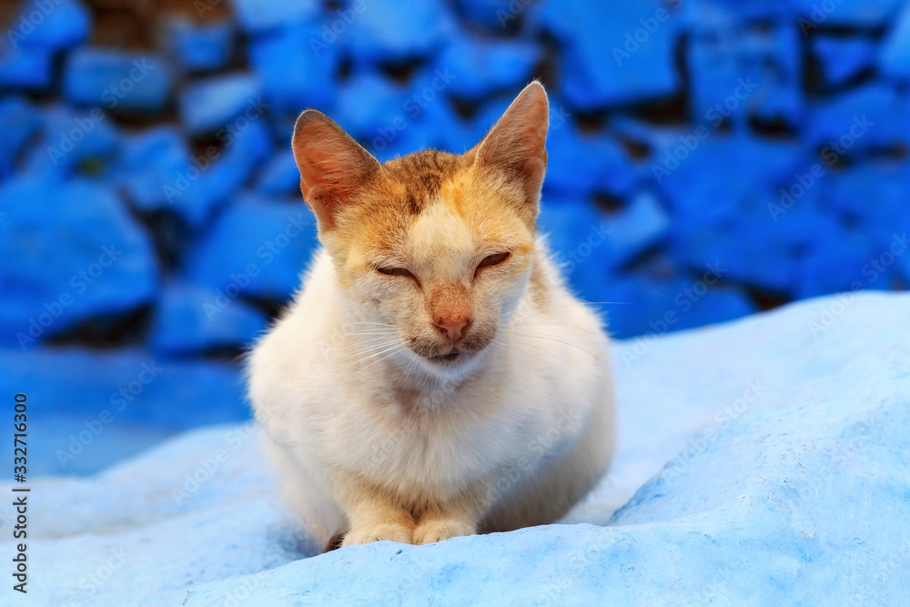 Portrait of the elegant ginger cat in Morocco.