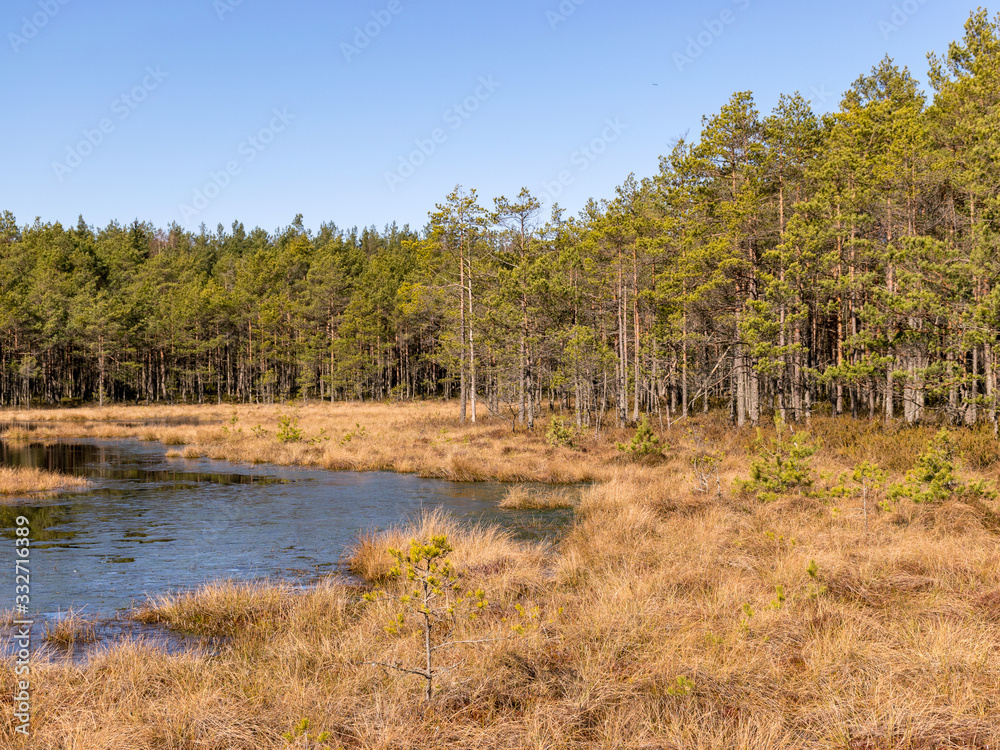 landscape with bog lake, in the foreground bog grass texture