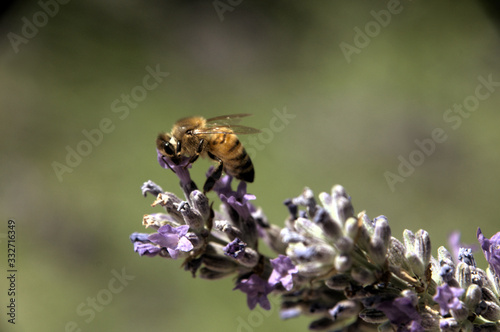 Apis mellifera; honeybee visiting lavender in Tuscan garden