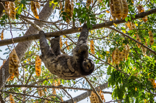 Sloth mother with her baby in Cartagena