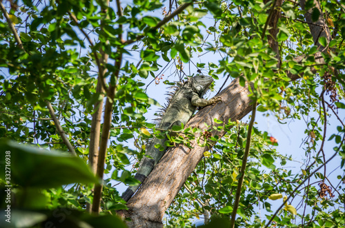 Iguana chilling in trees in Cartagena © Joseph