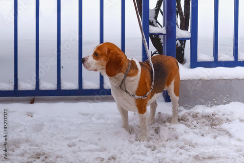Obraz na płótnie Beagle-Harrier Dog on a leash near a fence in the snow in winter.
