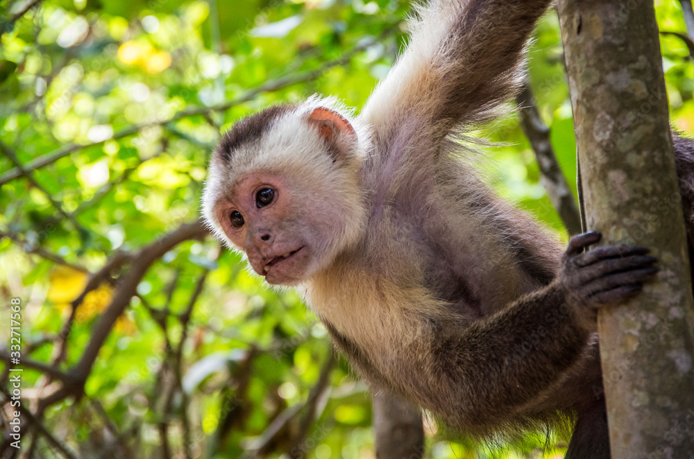 Naklejka premium Capuchin monkey in Tayrona Park in Colombia