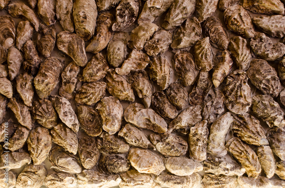 Backlit background and texture of brown sea oyster shells Backlit background and texture of brown sea oyster shells