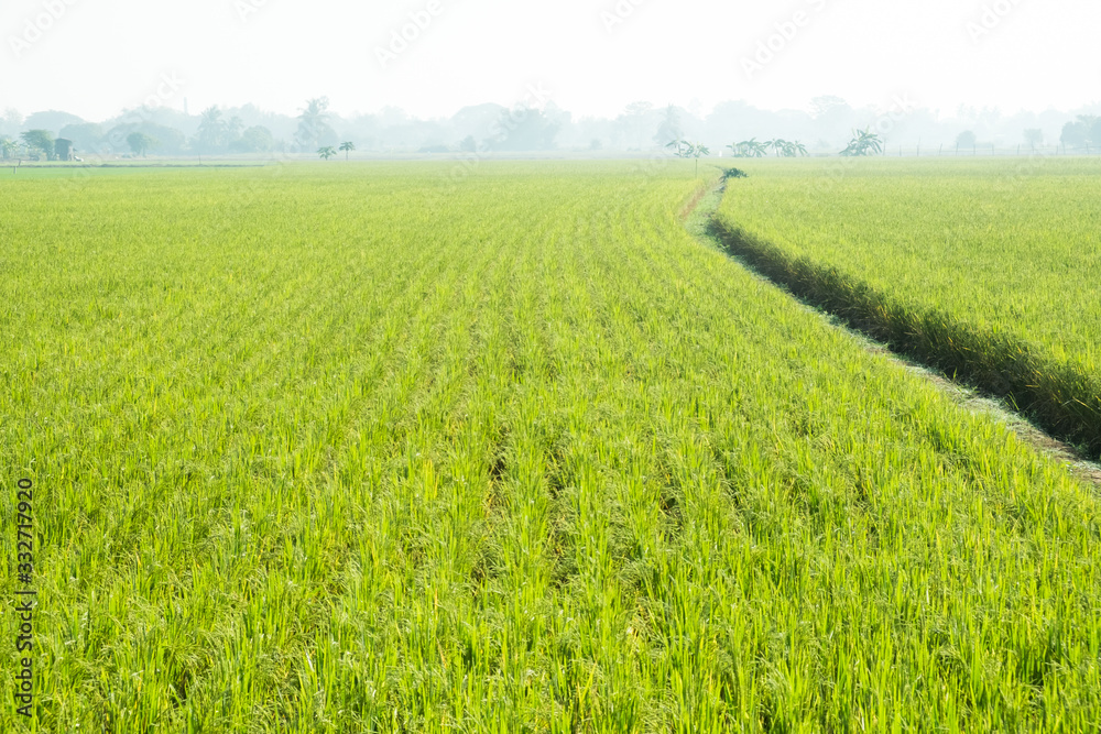 landscape view of growth organic jasmine rice field in the summer morning at countryside in Thailand. landscape view of growth organic jasmine rice field in the summer morning at countryside in Thailand.