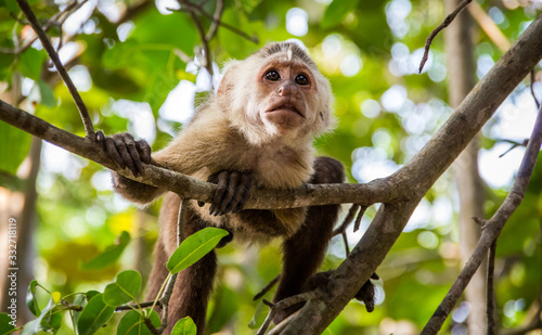 Capuchin monkey in Tayrona Park in Colombia © Joseph