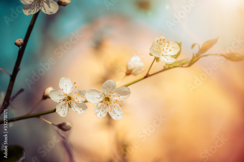 Floral spring background: Blooming white cherry blossoms, springtime