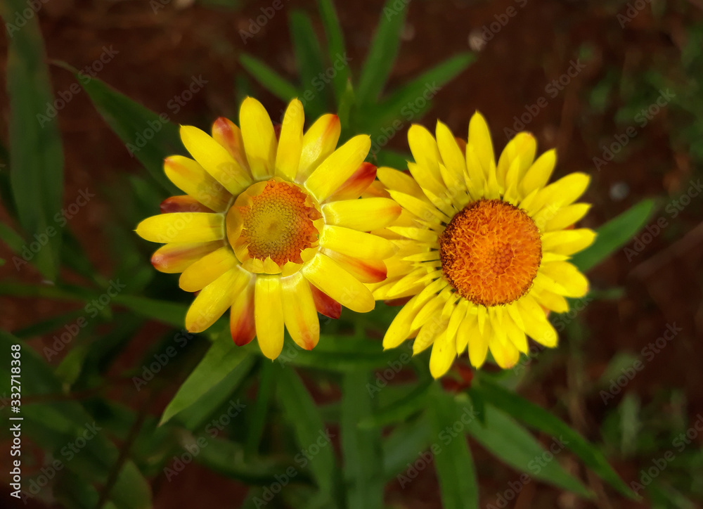 Beautiful yellow flowers in the spring season. Xerochrysum bracteatum strawflower. Beautiful yellow flowers in the spring season. Xerochrysum bracteatum strawflower.