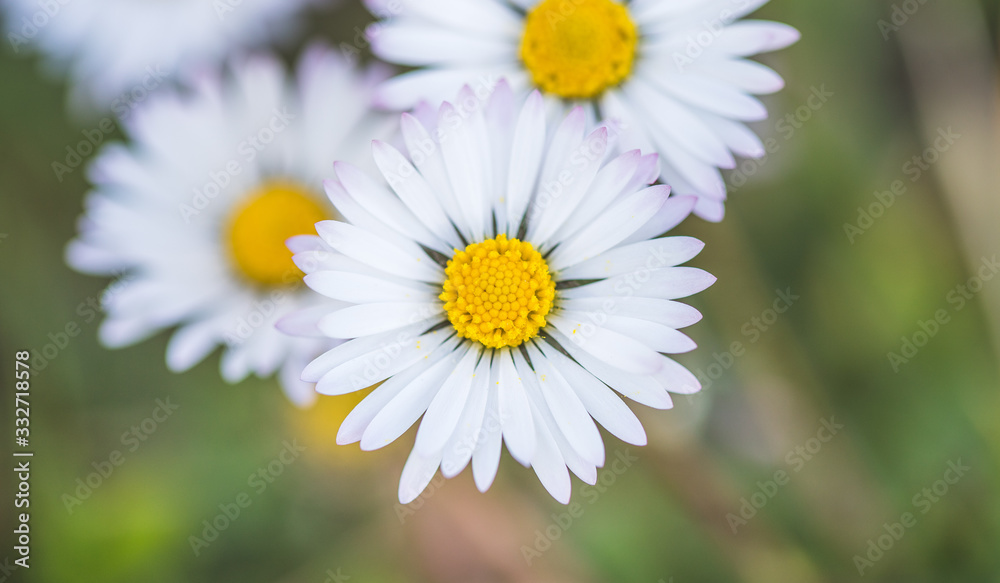 Obraz premium Daisies in springtime: Idyllic close up of wildflower meadow