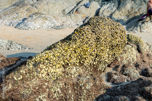 stone with shells on a coast