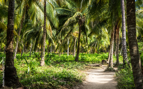Fototapeta Naklejka Na Ścianę i Meble -  Palm trees jungle in Tayrona Park