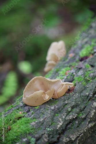 Peziza varia, a species of apothecial fungus belonging to the family Pezizaceae, growing wild in Finland photo