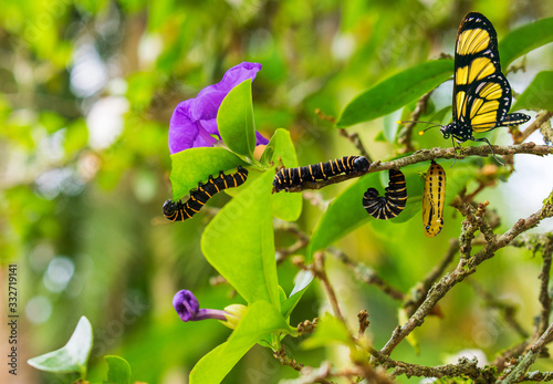 evolution metamorphosis caterpillar to butterfly ona  leaf tree