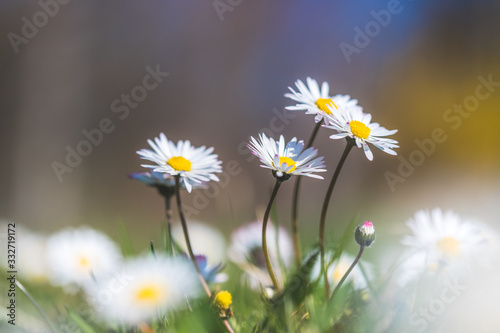 Daisies in springtime: Idyllic close up of wildflower meadow