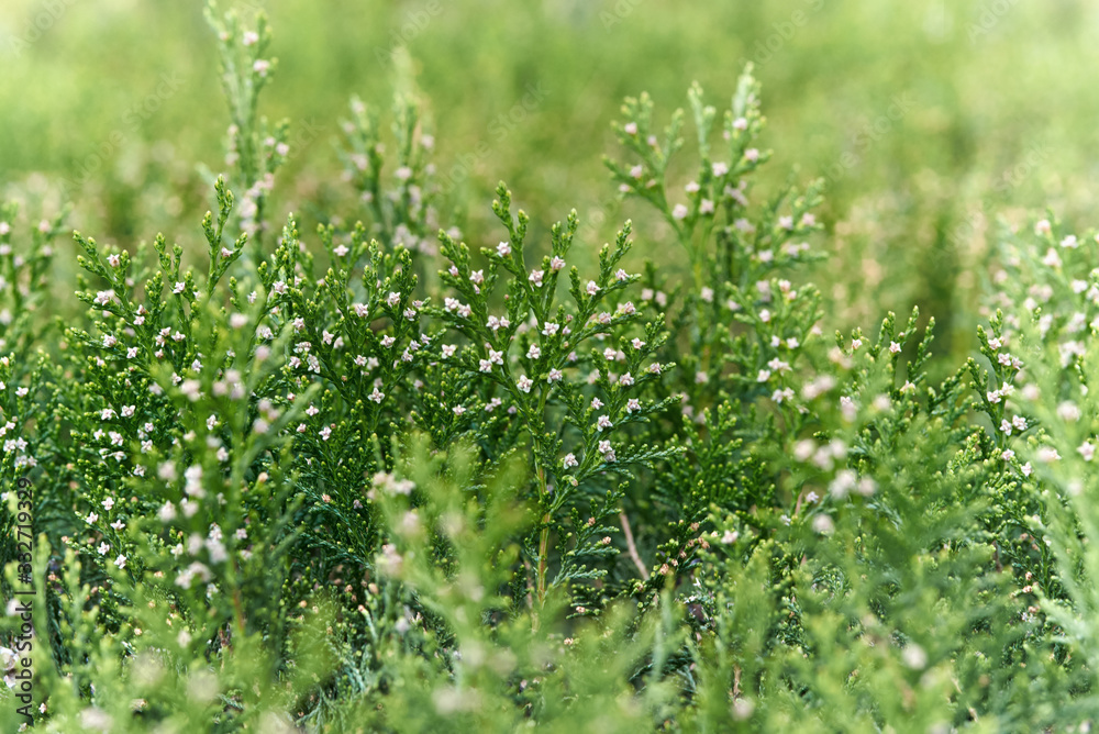 Close-up of beautiful green thuja leaves with white flowers on a green background.