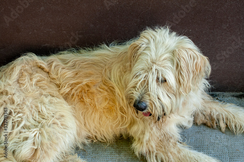 White dog lying against a brown wall photo