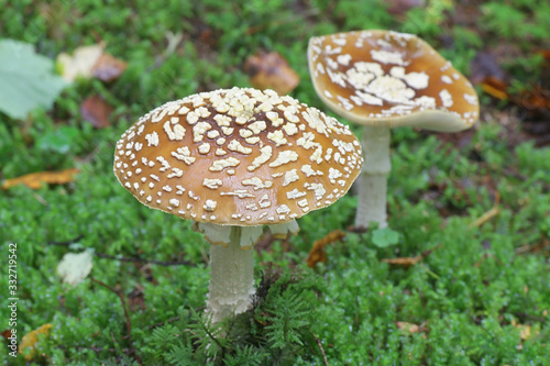 Amanita muscaria, known as the fly agaric or fly amanita, a poisonous toadstool from Finland
