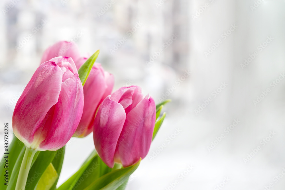 Bouquet of beautiful pink tulips against a white gray blurred background with copy space. Delicate spring flowers as a gift for the holiday. Selective focus