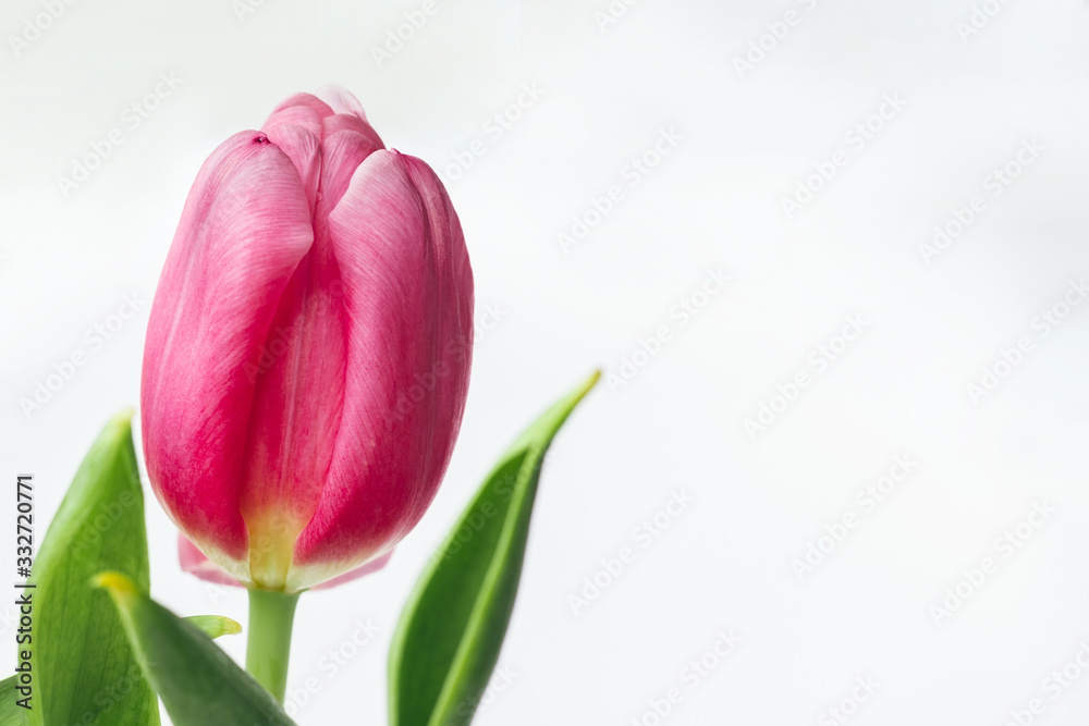 Beautiful pink tulip on white background with copy space. Delicate spring flower as a gift for the holiday. Selective focus Beautiful pink tulip on white background with copy space. Delicate spring flower as a gift for the holiday. Selective focus