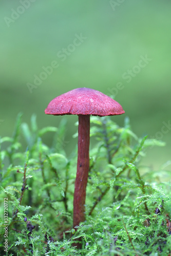 Cortinarius sanguineus, known as the blood red webcap, wild mushroom from Finland photo