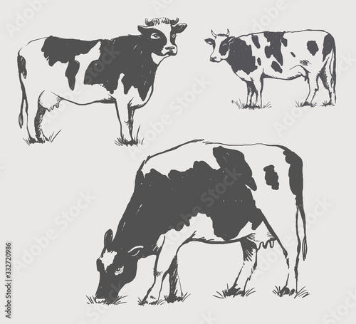 Set of cows in graphic style, from hand drawing image. Template for creating packaging design farm products and signage natural food stores.