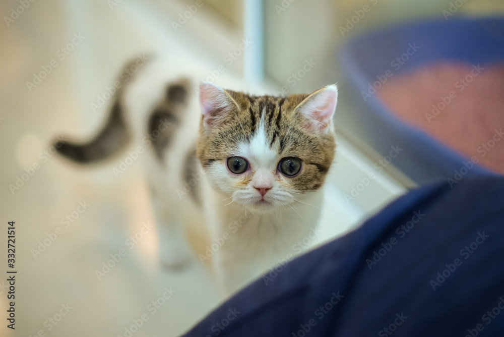 British Shorthair Kitten Cat Isolated British Shorthair Kitten Cat Isolated