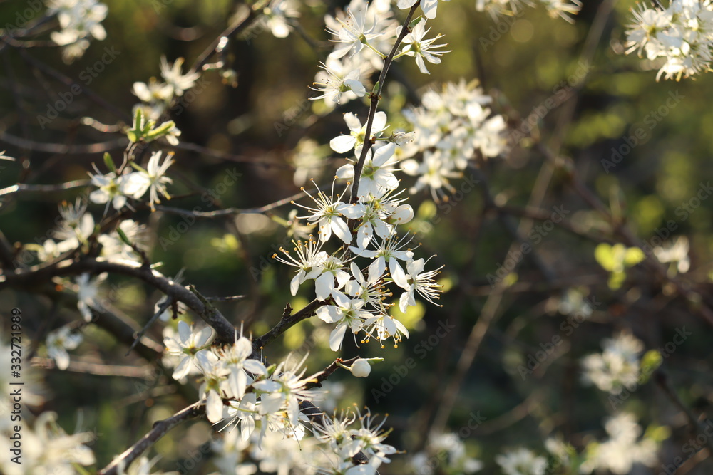 Frühlimgserwachen Frühlimgserwachen