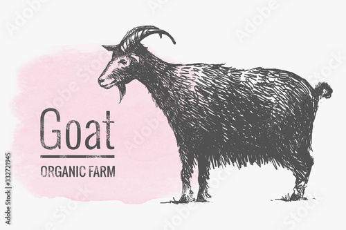 Goat in graphic style, from hand drawing image. Template for creating packaging design farm products and signage natural food stores. photo