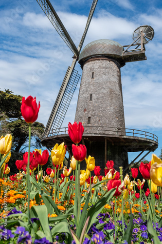 Windmill and tulips in bloom, Social Distancing, Queen Wilhelmina Garden, San Francisco, CA, March 22, 2020
