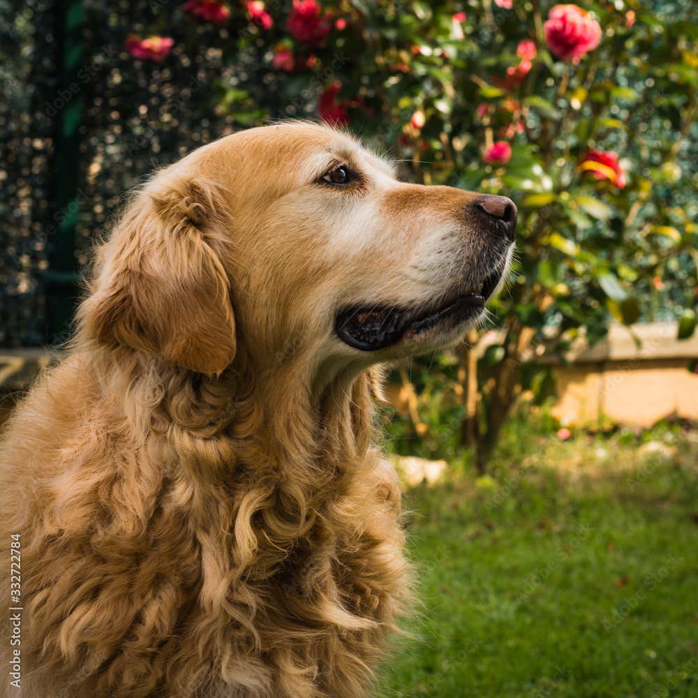 Detail of a beautiful golden retriever basking in the sun in a green garden. Horizontal format. Detail of a beautiful golden retriever basking in the sun in a green garden. Horizontal format.