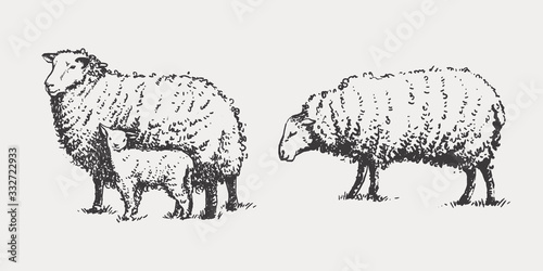 Sheep in graphic style, from hand drawing image. Template for creating packaging design farm products and signage natural food stores.