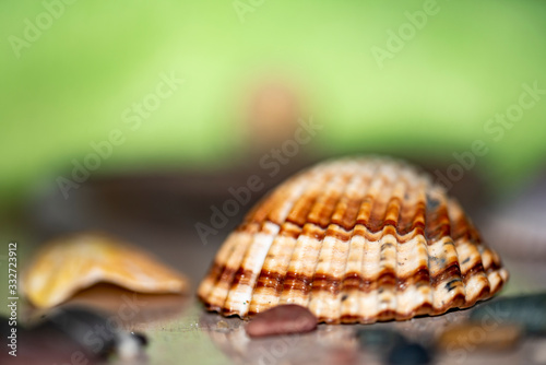 Seashell on a diffuse and colorful background Cheerful and colorful marine and vacation set