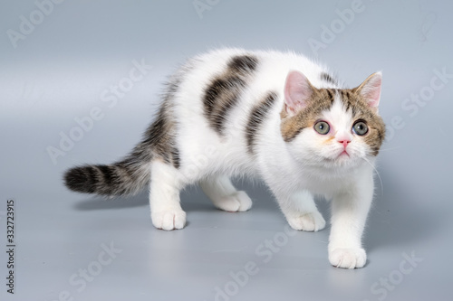 British Shorthair Kitten Cat Isolated