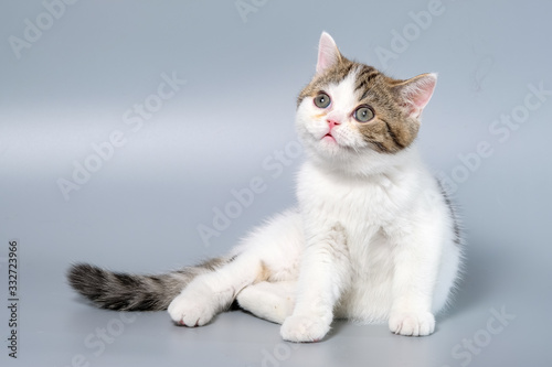 British Shorthair Kitten Cat Isolated