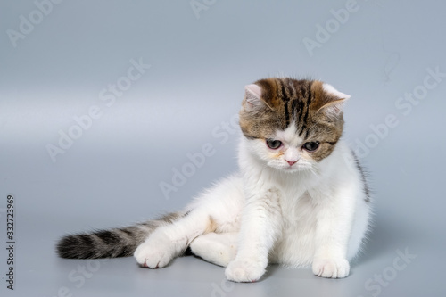 British Shorthair Kitten Cat Isolated © panyawatt