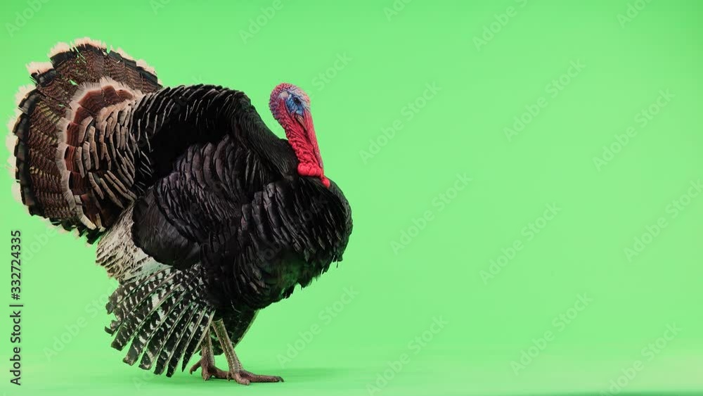 Turkey  opens feathers and makes a sound twice. Bronze turkey isolated green screen 1.5 year,  weight is 12 kilograms.