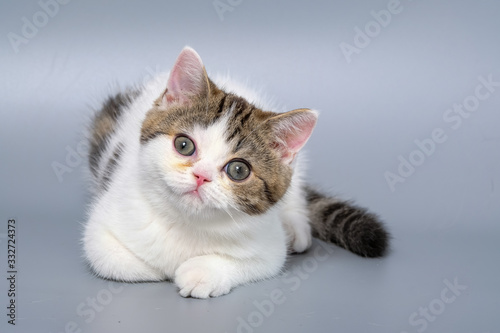 British Shorthair Kitten Cat Isolated