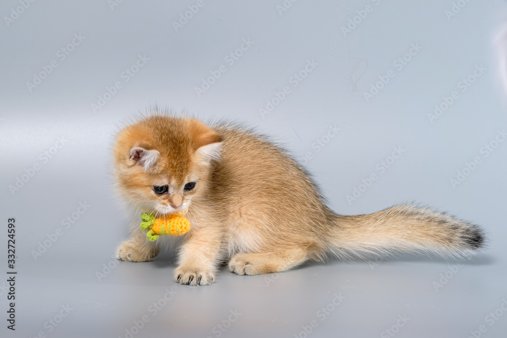 British Shorthair Kitten Cat Isolated British Shorthair Kitten Cat Isolated