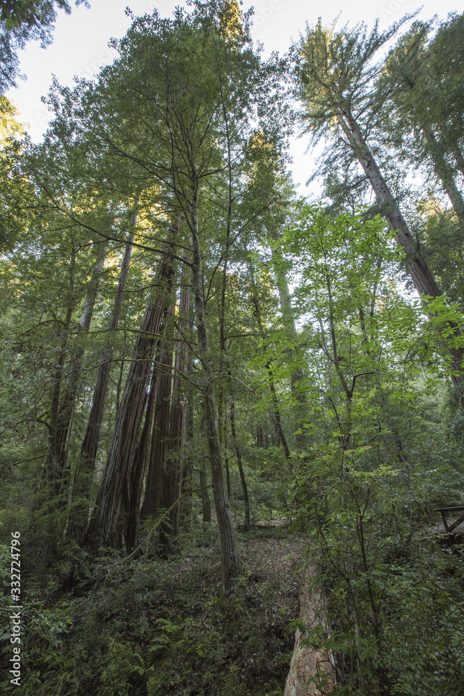 California Redwood Trees