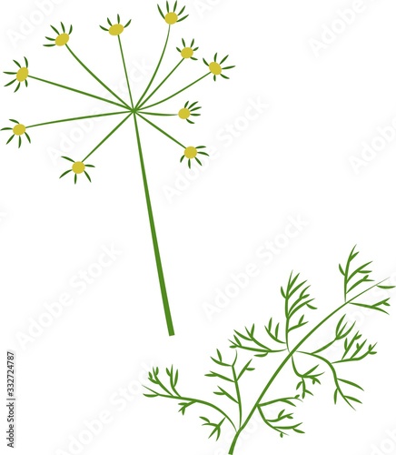 Vector illustration of dill in cartoon simple flat style isolated on white background.
