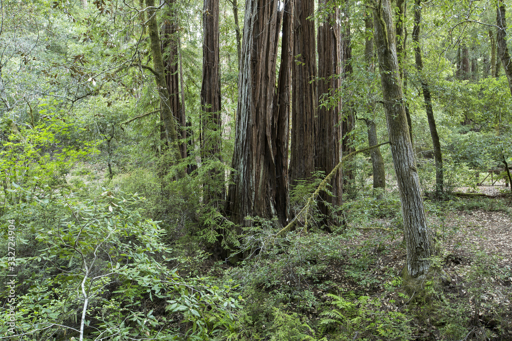 Obraz premium California Redwood Trees