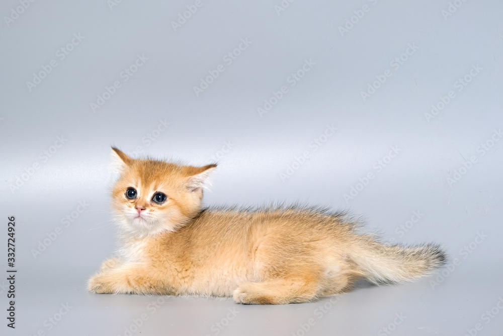 British Shorthair Kitten Cat Isolated British Shorthair Kitten Cat Isolated